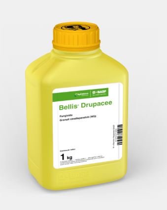 BELLIS DRUPACEE KG 2,5
