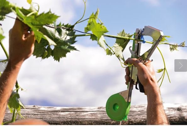 STOCKER LEGATRICE STOCKTAP