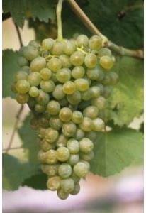 BARBATELLE FALANGHINA CONF.25 PEZZI