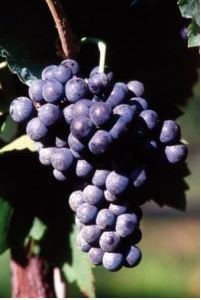 BARBATELLE AGLIANICO TAURASI CONF.25 PEZZI