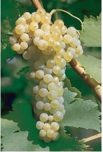 BARBATELLE TREBBIANO CONF.25 PEZZI