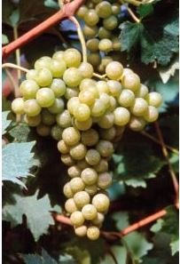 BARBATELLE MALVASIA DI CANDIA AROMATICA CONF.25 PEZZI