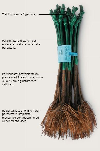 BARBATELLE MALVASIA DI CANDIA AROMATICA CONF.25 PEZZI