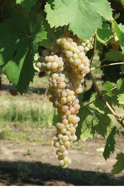 BARBATELLE CODA DI VOLPE CONF.25 PEZZI