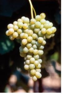 BARBATELLE FIANO CONF.25 PEZZI