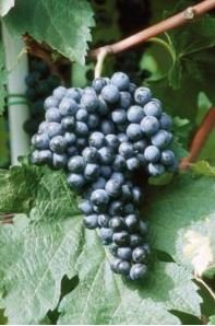 BARBATELLE MERLOT CONF.25 PEZZI