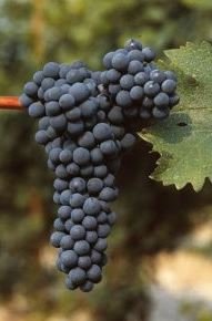 BARBATELLE CABERNET SAUVIGNON CONF.25 PEZZI